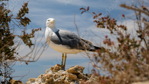 Seagull Perched on a Rocky Outcrop