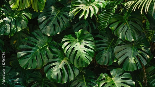 Tropical plants have green leaves