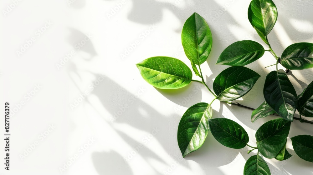 Obraz premium Green Plant With Leaves on White Surface