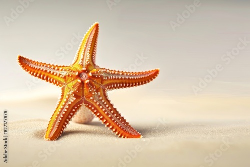 Orange and Yellow Starfish on Sandy Beach
