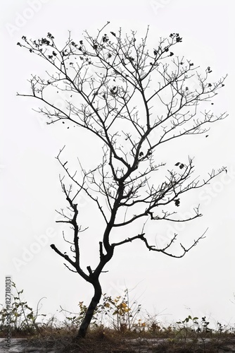 Bare Tree in Monochrome