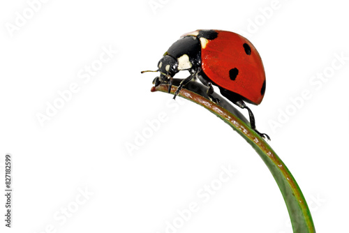 Ladybug on a green leaf isolated on white background, sideview