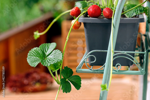 Close-up of a strawberry runner from a potted strawberry plant with juicy red strawberries, concept of growing and propagating strawberries on the terrace or balcony