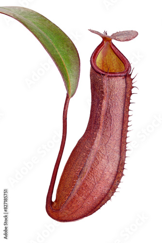 Single pitcher of a pitcher plant or monkey cups, Nepenthes isolated on white background, insect trap of a carnivorous plant