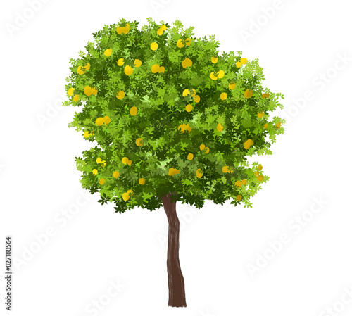 Vector watercolor of lemon tree side view isolated on white background for landscape and architecture drawing, elements for environment and garden, painting botanical for section