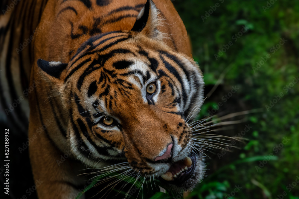 portrait of a tiger portrait of a tiger