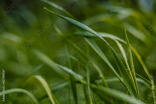 The wind sways the grass, strewn with many drops of rain. Close-up. Lush green grass leaves sway peacefully in the wind, covered with clean, transparent drops of rainwater. Grass in drops after rain.