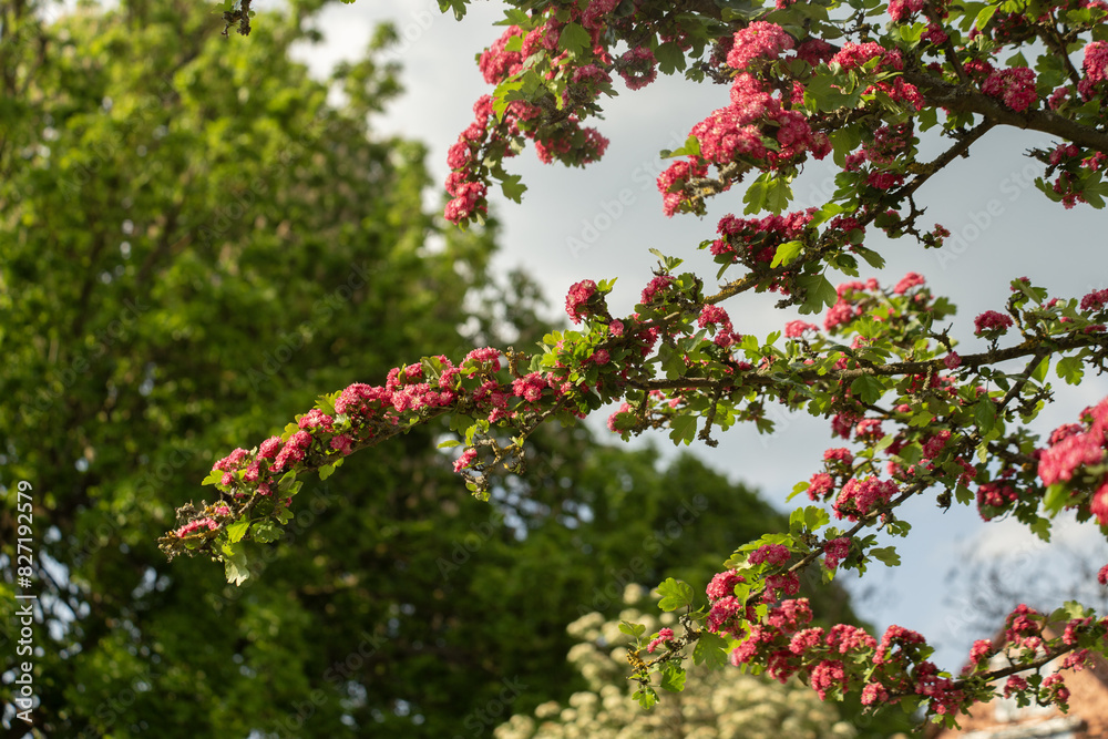 Spring background of blooming decorative hawthorn on a blurry city Bad- Sooden-Allendorf background Spring background of blooming decorative hawthorn on a blurry city Bad- Sooden-Allendorf background