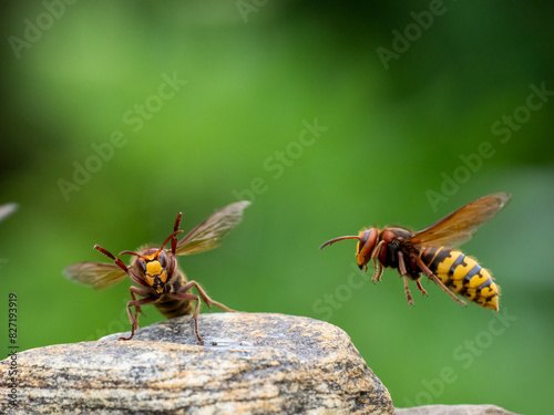 Königin der Europäischen Hornisse (Vespa crabro)