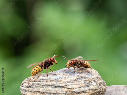 Königin der Europäischen Hornisse (Vespa crabro) photo