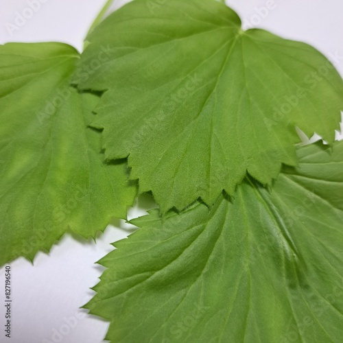 green leaf isolated on white photo image 