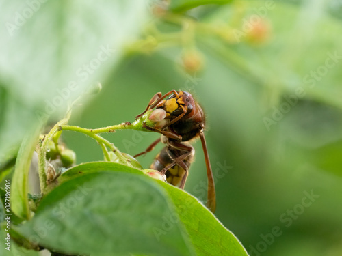 Königin der Europäischen Hornisse (Vespa crabro) Blütenbesuch Nektarsuche photo