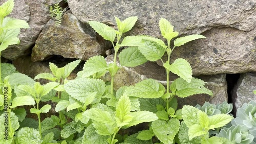 Lemon balm Melissa officinalis