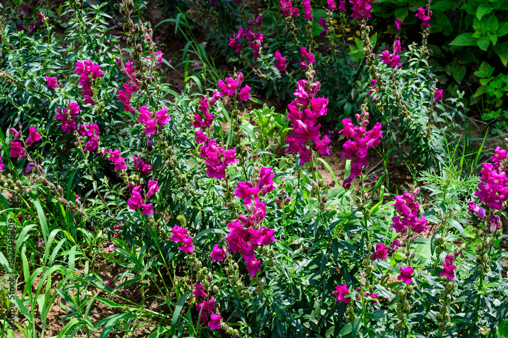 Many vivid pink dragon flowers or snapdragons or Antirrhinum in a sunny spring garden, beautiful outdoor floral background photographed with soft focus.
