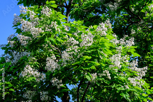Large branches with decorative white flowers and green leaves of Catalpa bignonioides plant commonly known as southern catalpa, cigartree or Indian bean tree in a sunny summer day.