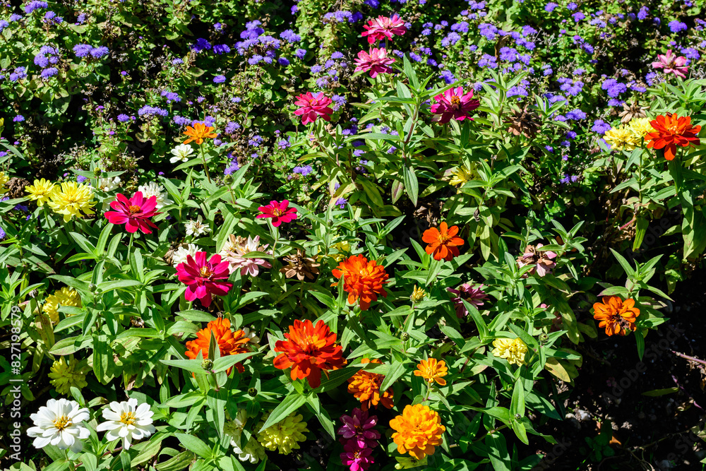 Many beautiful large vivid pink, orange, red and white zinnia flowers in full bloom on blurred green background, photographed with soft focus in a garden in a sunny summer day