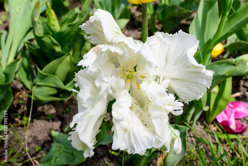 Close up of two large delicate white tulips in full bloom in a sunny spring garden, beautiful outdoor floral background photographed with soft focus.