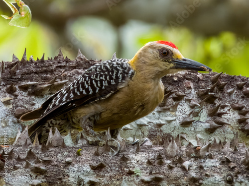 Hoffmann's Woodpecker - Melanerpes hoffmannii in Costa Rica photo