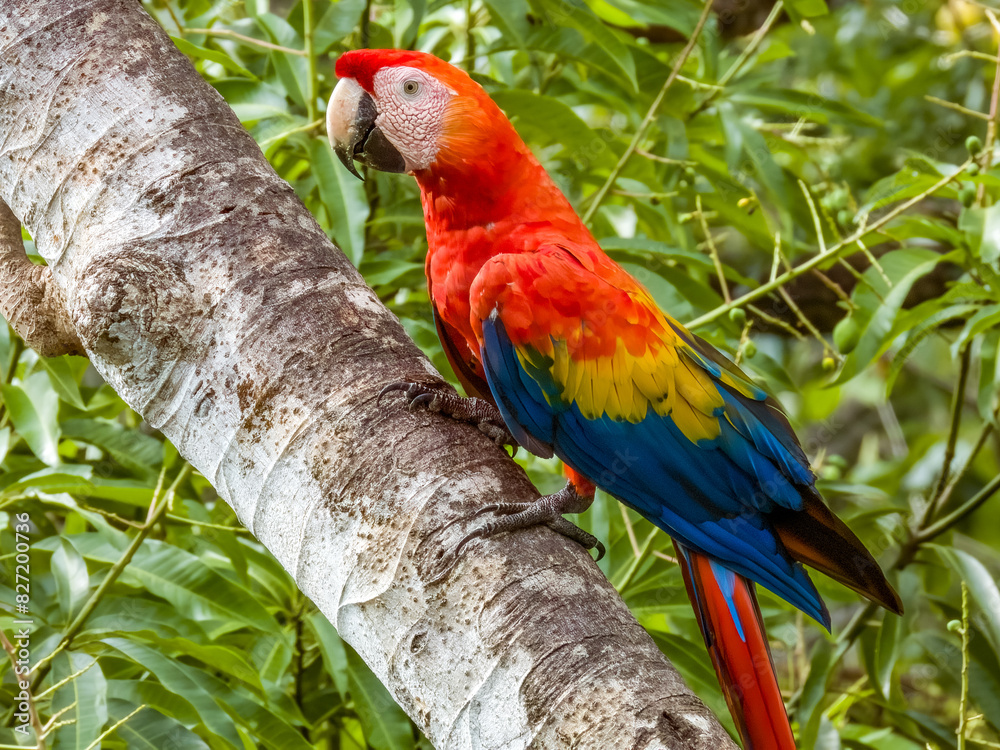 Obraz premium Wild Scarlet Macaw - Ara macao in Costa Rica