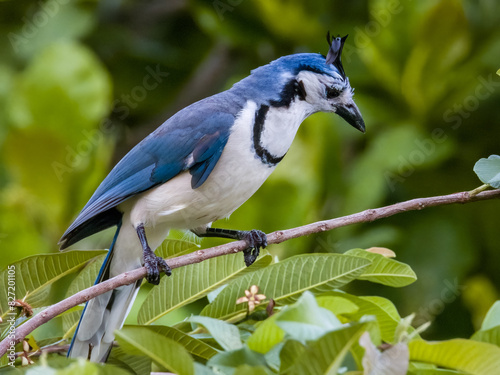 White-throated Magpie-Jay - Calocitta formosa in Costa Rica photo
