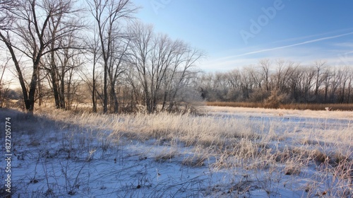 Snow-covered meadow with frosted grass and trees against a clear sky © Татьяна Евдокимова