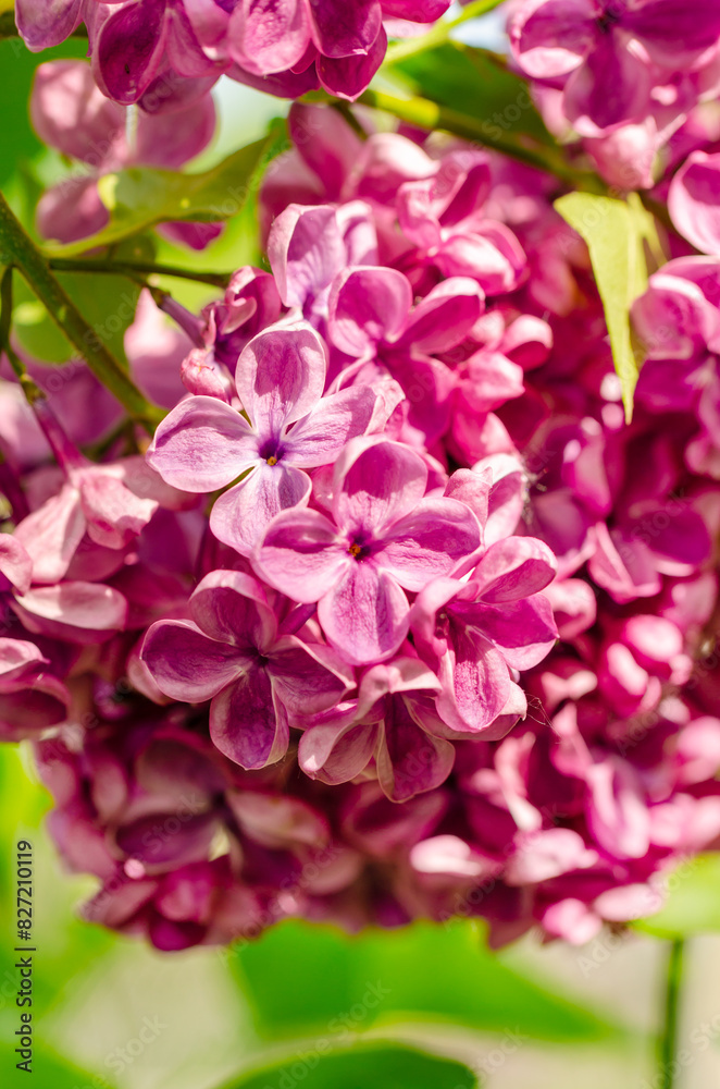 Lilac bouquet with pink flower petals. The flowers are fully bloomed and very beautiful. Floral spring background. Close-up. Lilac bouquet.