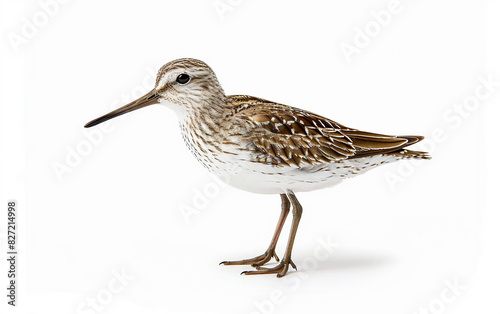 Slender Sandpiper's Side View Isolated On White Background.