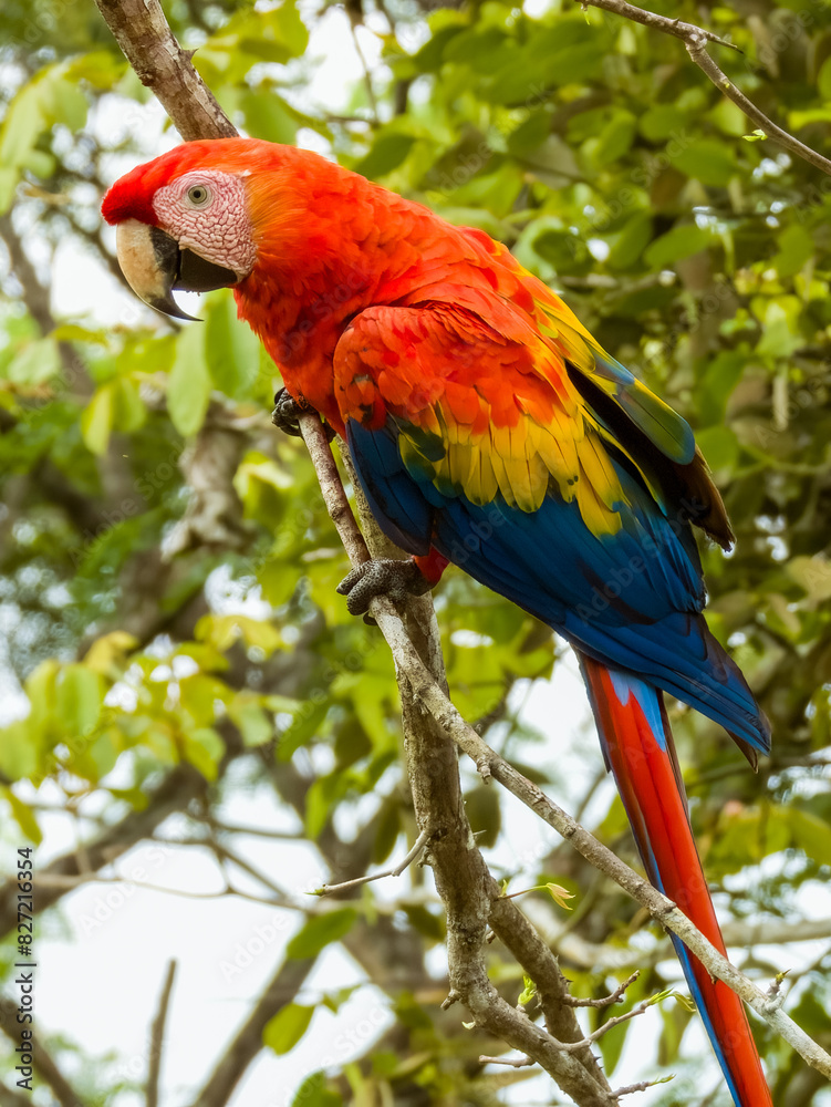 Scarlet Macaw - Ara macao in Costa Rica Scarlet Macaw - Ara macao in Costa Rica