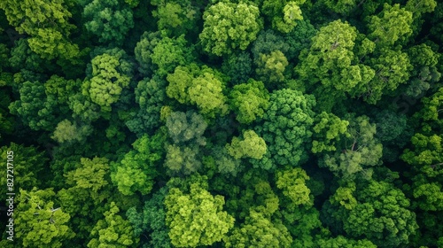 Aerial view of a dense, green forest canopy, exhibiting the beauty of nature © Татьяна Евдокимова