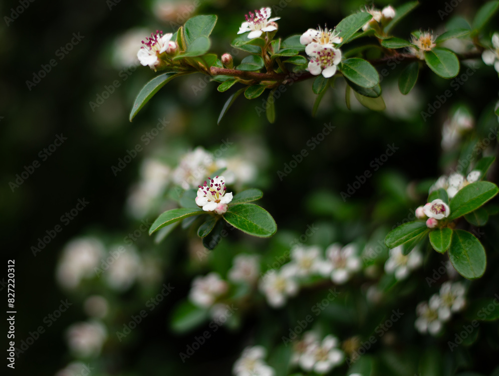 Beautiful wild flowers in Germany with blurred background Beautiful wild flowers in Germany with blurred background