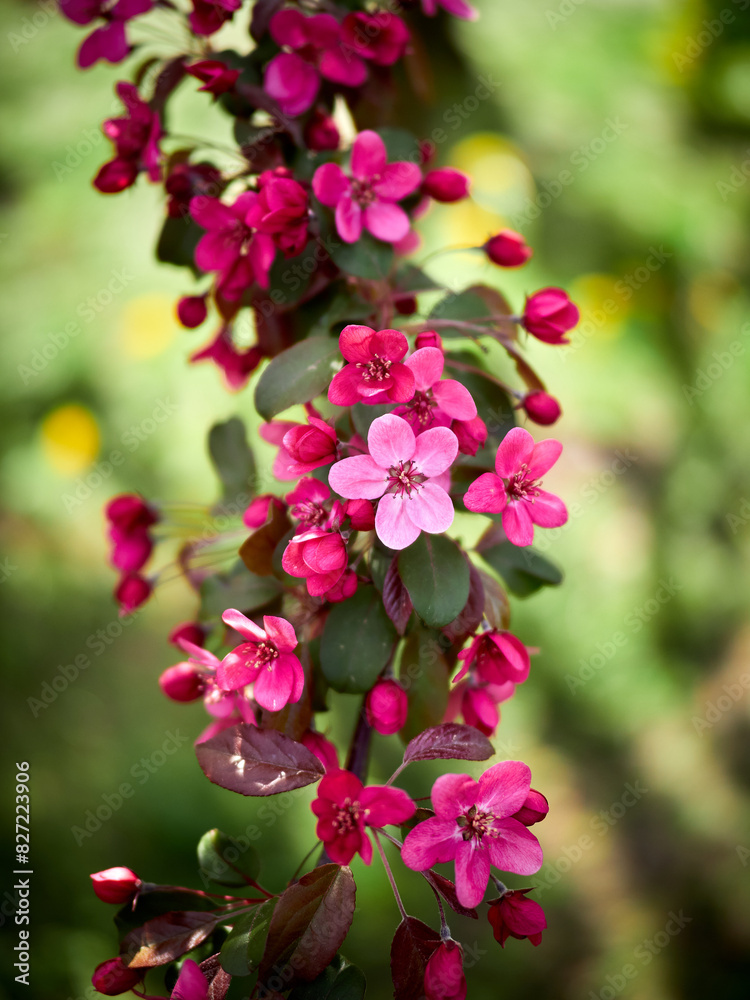 Pink beautiful spring cherry blossom flowers close up Pink beautiful spring cherry blossom flowers close up