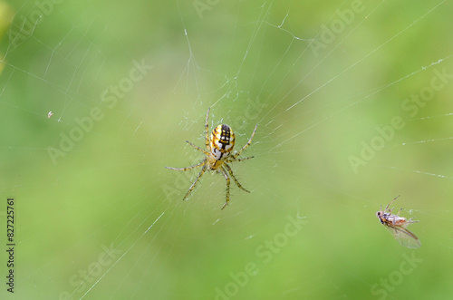 Spiders sit in the web and catch insects © dimas830