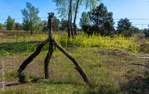 Naturschutzgebiet Schönower Heide, Schönow, Brandenburg, Deutschland photo