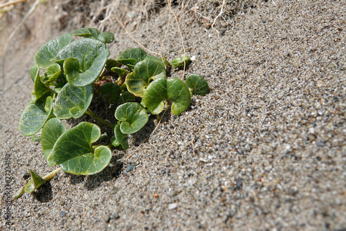 Decentralized closeup on an emerging Sea bindweed, Calystegia soldanella in the sand at the Oregon coast, Bandon photo