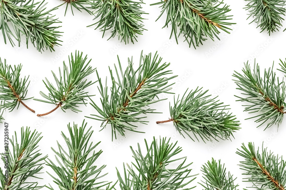 Pine Tree Sprigs Isolated on White Background Pine Tree Sprigs Isolated on White Background