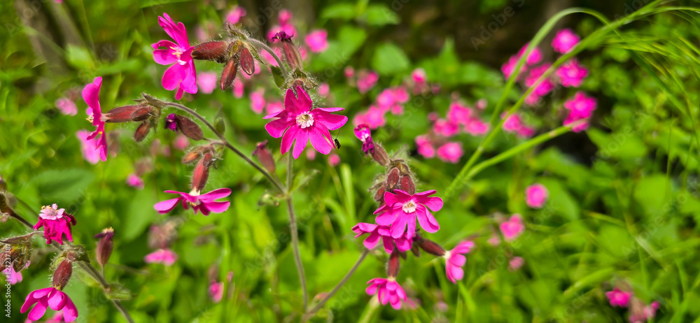 Red campion (Silene dioica), red catchfly, wild plant, flower meadow, panorama Red campion (Silene dioica), red catchfly, wild plant, flower meadow, panorama