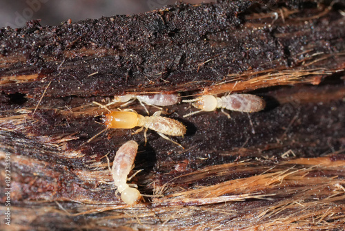 Closeup on some workers and a soldier western subterranean termite, Reticulitermes hesperus photo