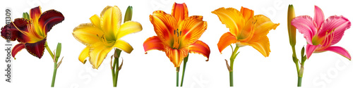 Beautiful red, yellow, Daylily flowers in a garden, isolated Nature's beauty in full bloom
