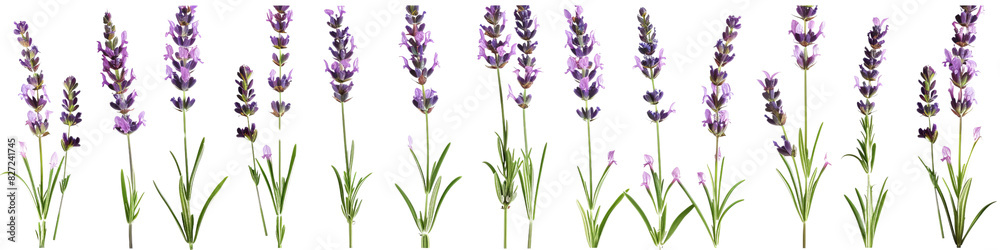 Lavender Flowers in Grass and Field Lavender Flowers in Grass and Field
