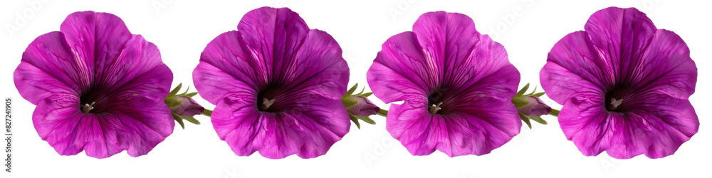 Isolated Petunia flower on white background with violet petals, representing nature's beauty in a garden setting during summer and spring, close-up and in full bloom Isolated Petunia flower on white background with violet petals, representing nature's beauty in a garden setting during summer and spring, close-up and in full bloom