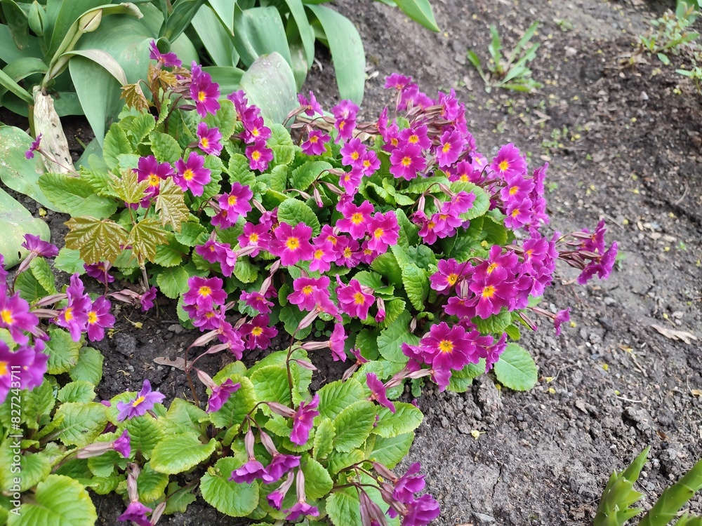 Prímula. spring flowers Prímula. spring flowers