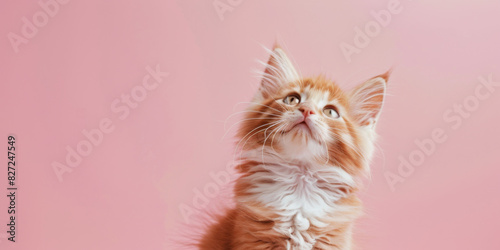 A cat with a pink background is looking up at the camera photo