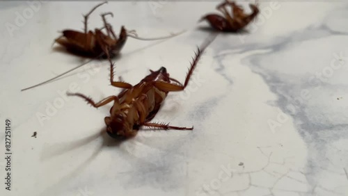 Cockroach insects die from poison. insects dying on the ceramic floor, insect pests in the house