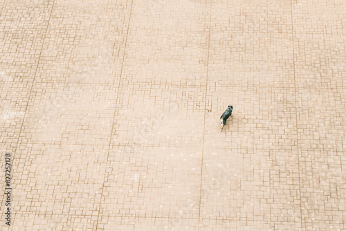 View from above of a lonely dog walking on the asphalt of a square. Minimalist picture.