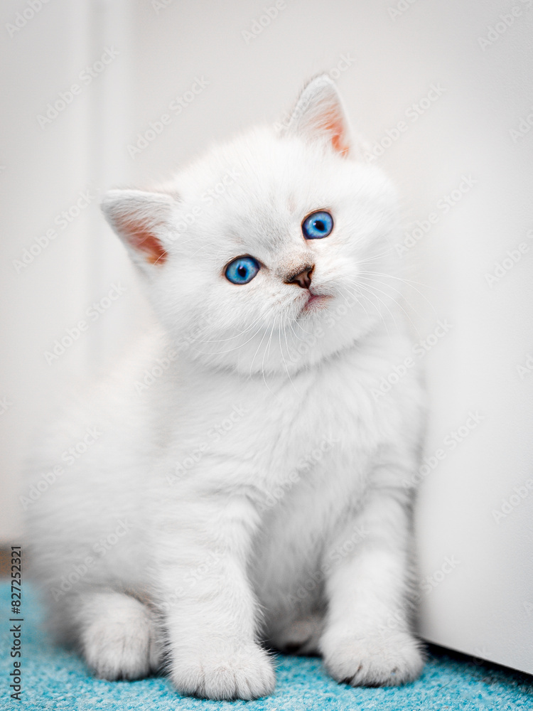 Vertical shot of a cute British cat with short hair and blue eyes Vertical shot of a cute British cat with short hair and blue eyes