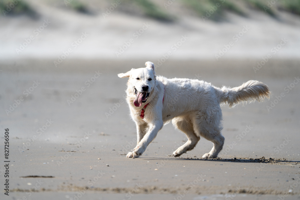 golden retriever on the beach golden retriever on the beach