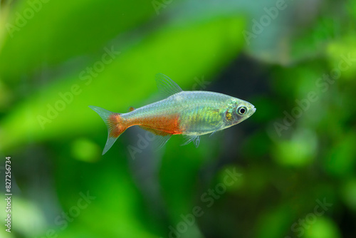 Fotografía Red belly tetra - Aphyocharax rathbuni