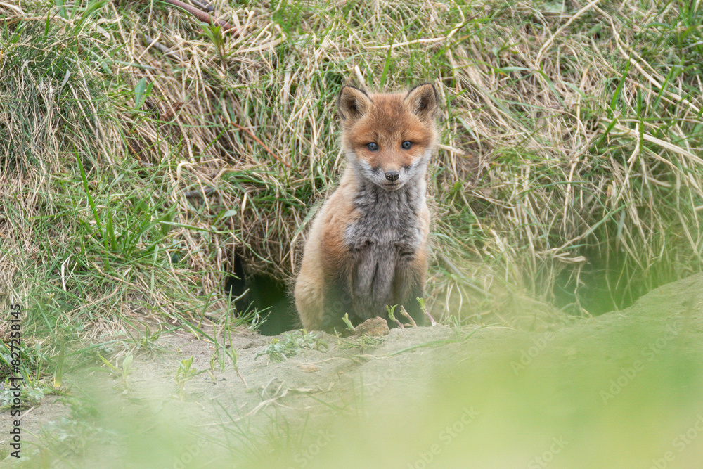 Fototapeta premium キタキツネの子供