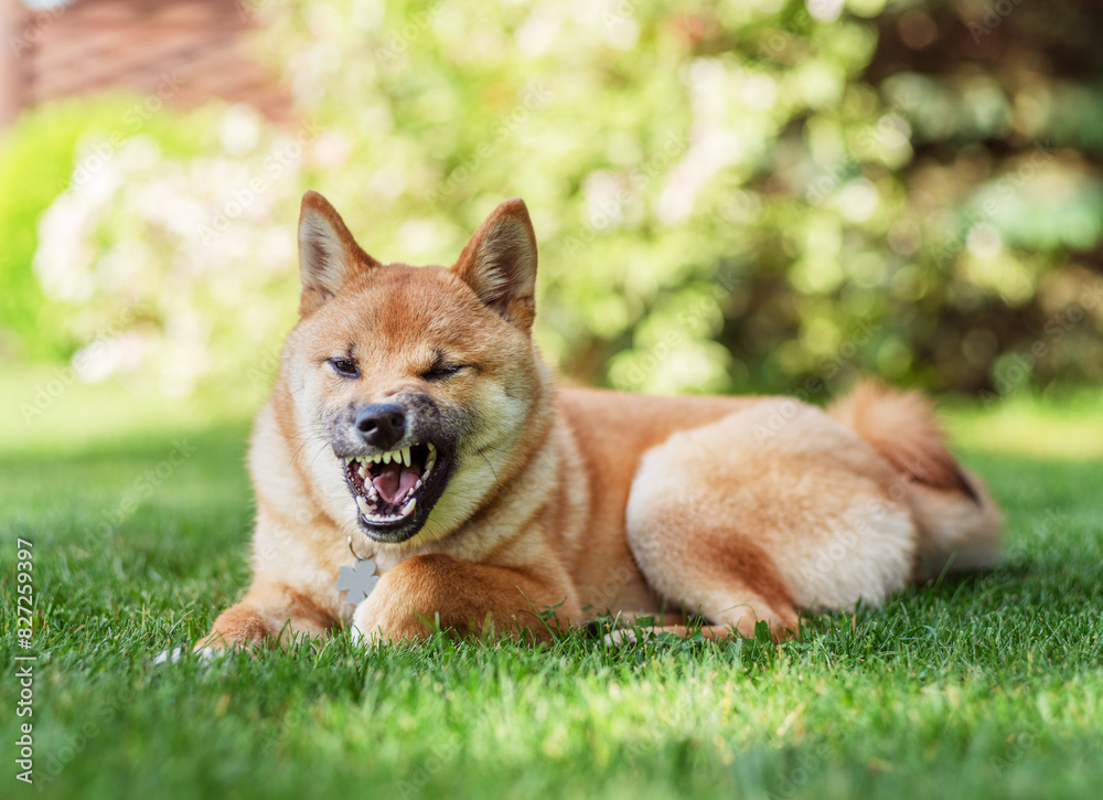 Portrait of funny Shiba Inu puppy lying in the grass in the garden. Blurred nature background.