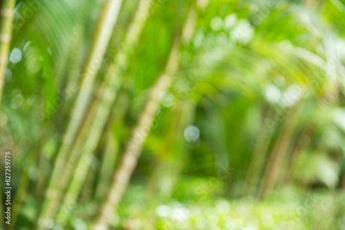 Bokeh green bamboo culms and leaves. Light green tropical summer pattern or background. photo